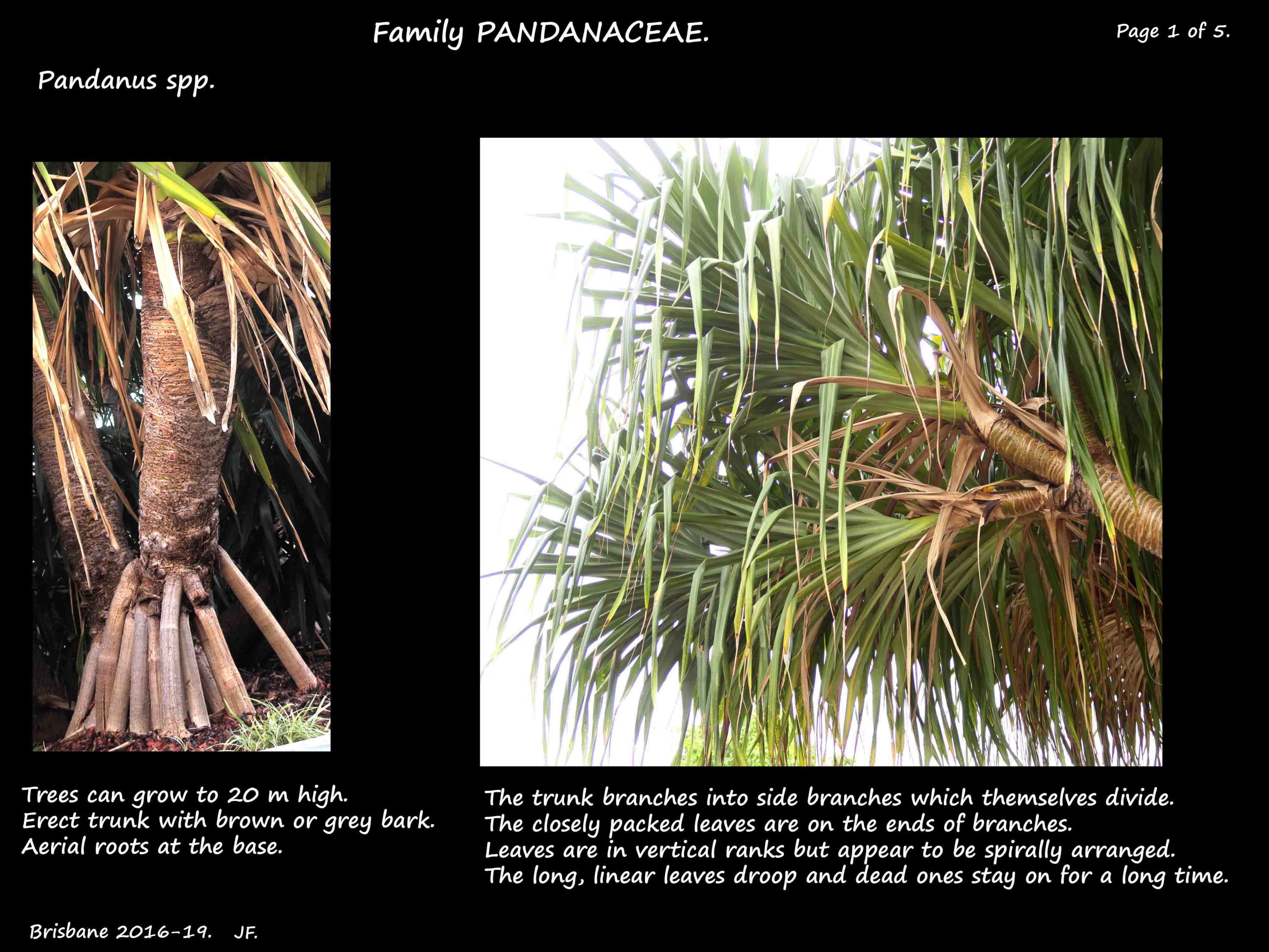 1 Pandanus tree